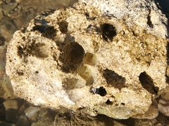 Lithophaga lithophaga