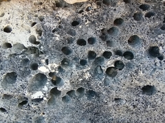 Lithophaga lithophaga