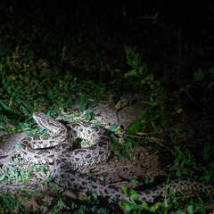 Bothrops mattogrossensis