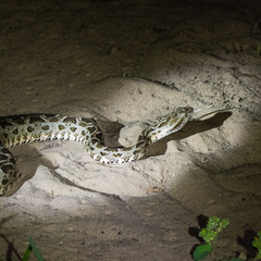 Bothrops mattogrossensis