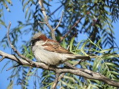 Passer domesticus