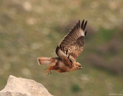 Buteo buteo vulpinus