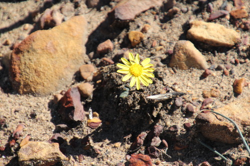 Othonna oleracea