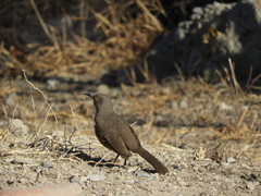 Toxostoma curvirostre