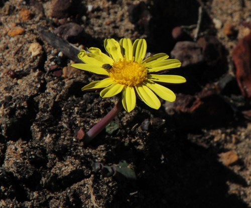 Othonna oleracea