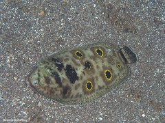 Microchirus ocellatus