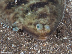 Microchirus ocellatus