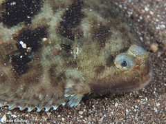 Microchirus ocellatus