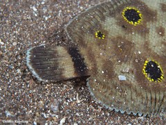 Microchirus ocellatus