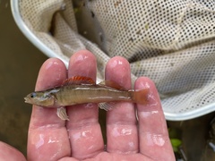 Percina phoxocephala