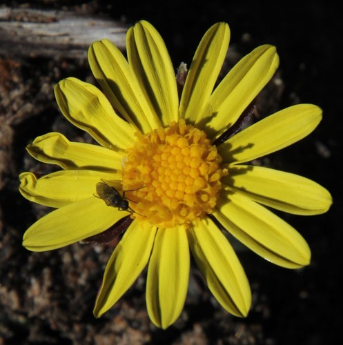 Othonna oleracea