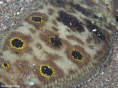 Microchirus ocellatus