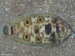 Microchirus ocellatus