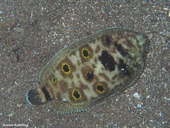 Microchirus ocellatus