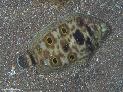 Microchirus ocellatus