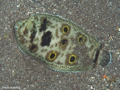 Microchirus ocellatus