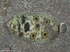 Microchirus ocellatus