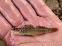 Etheostoma radiosum