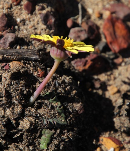 Othonna oleracea