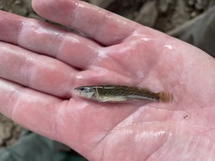 Etheostoma radiosum