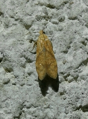 Blastobasis decolorella