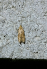 Blastobasis decolorella