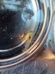 Alpheus heterochaelis