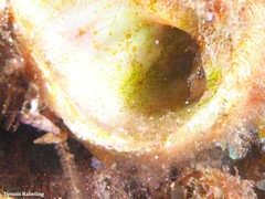 Apletodon