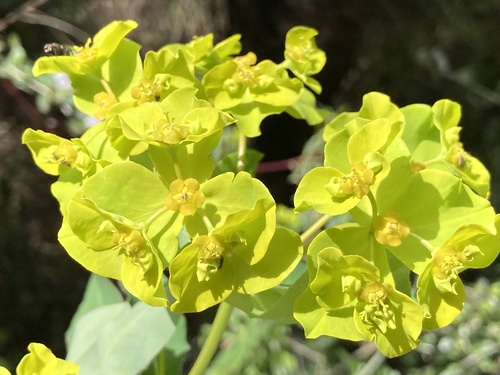 Euphorbia squamigera image
