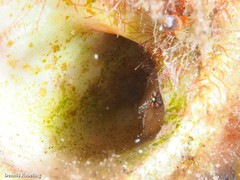 Apletodon