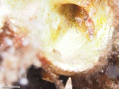 Apletodon