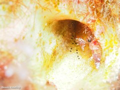 Apletodon