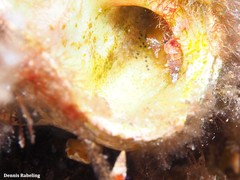 Apletodon