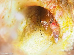Apletodon
