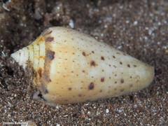 Conus canariensis