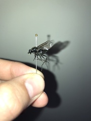 Megathereva bilineata