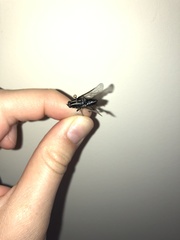 Megathereva bilineata