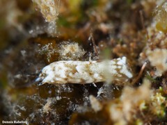 Biuve fulvipunctata