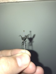 Megathereva bilineata