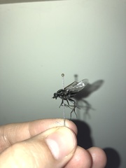 Megathereva bilineata