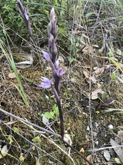 Limodorum trabutianum