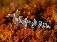 Spurilla neapolitana