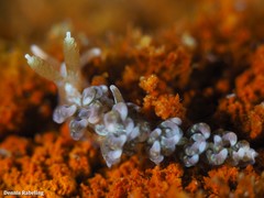 Spurilla neapolitana