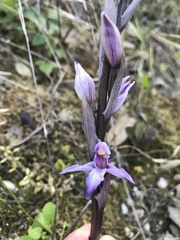 Limodorum trabutianum