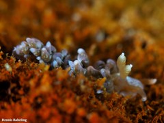 Spurilla neapolitana
