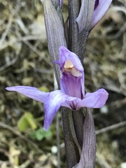 Limodorum trabutianum