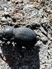 Cryptoglossa muricata