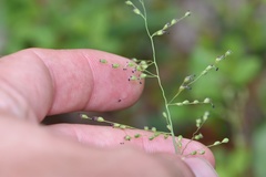 Dichanthelium angustifolium