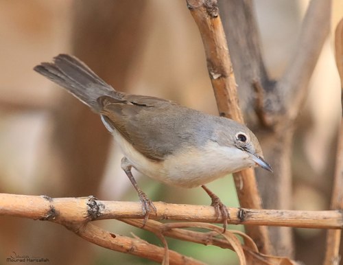 Curruca tirrénica (Curruca subalpina)