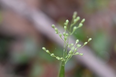 Dichanthelium angustifolium